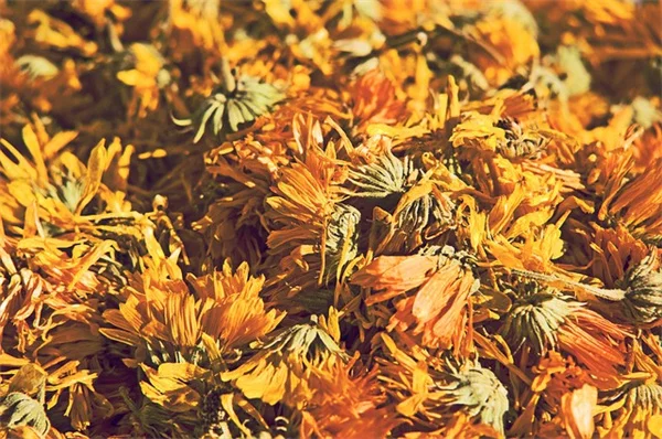 【実体験】黄芪の効果と育て方｜種から収穫まで成功のコツ