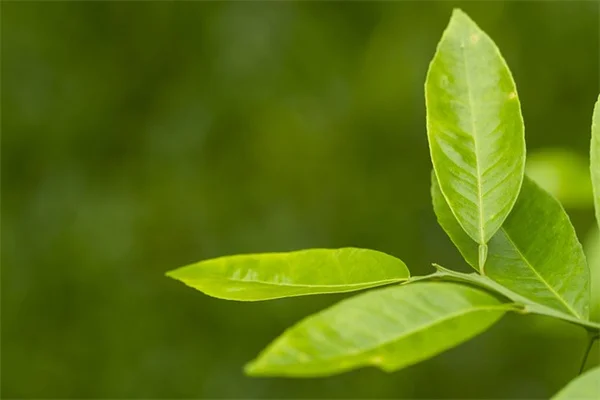 ほったらかしでも育つコンテナ植物6選｜水やり忘れても大丈夫