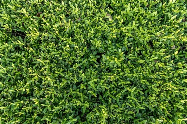 キンギョソウの種取りコツと失敗しない保存方法
