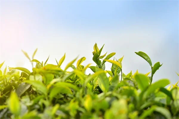 2024年の花は牡丹！その理由と100年育てるコツを解説