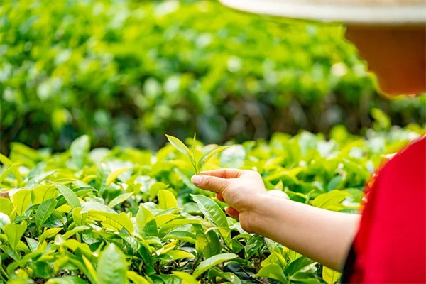 球根の位置を覚えなくていい！ランダム植え付けのコツ